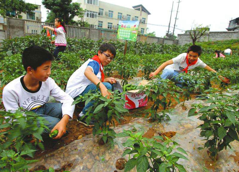 武汉乐农湖畔生态园城市小农夫种植体验
