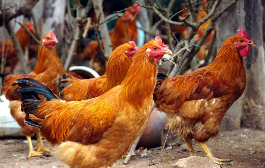 武汉乐农湖畔生态园休闲旅游农家乐