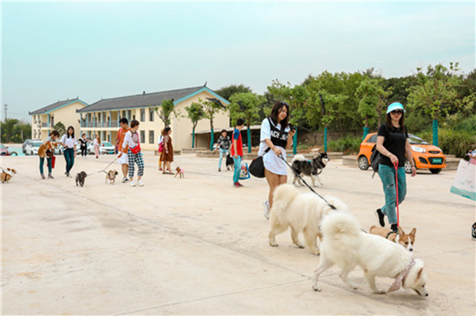 武汉农家乐宠物春游户外活动