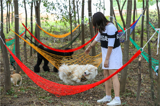 武汉休闲狗狗一日游