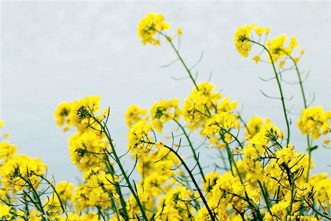 武汉农家乐春游好地方