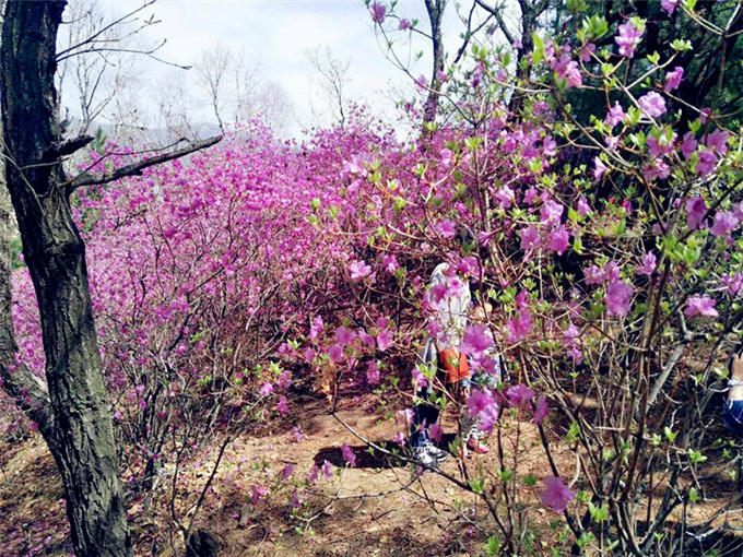 武汉春游团队出游看花