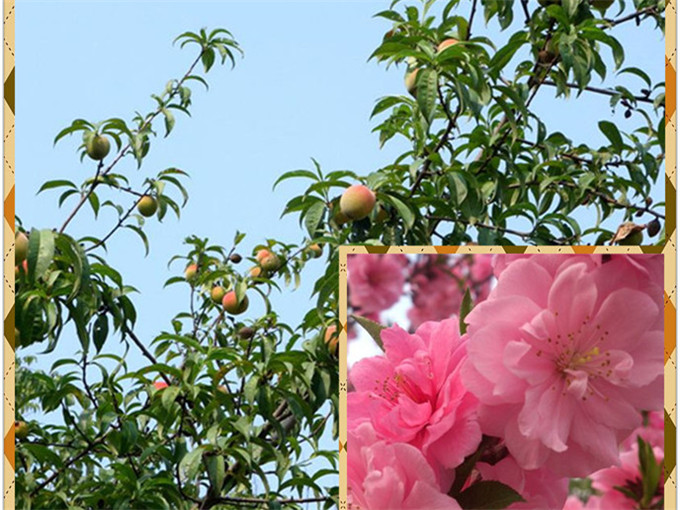 武汉休闲旅游春游农家乐