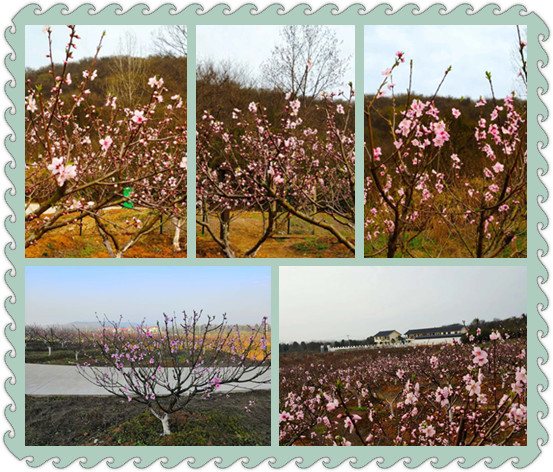 武汉好玩的农家乐乐农湖畔生态园