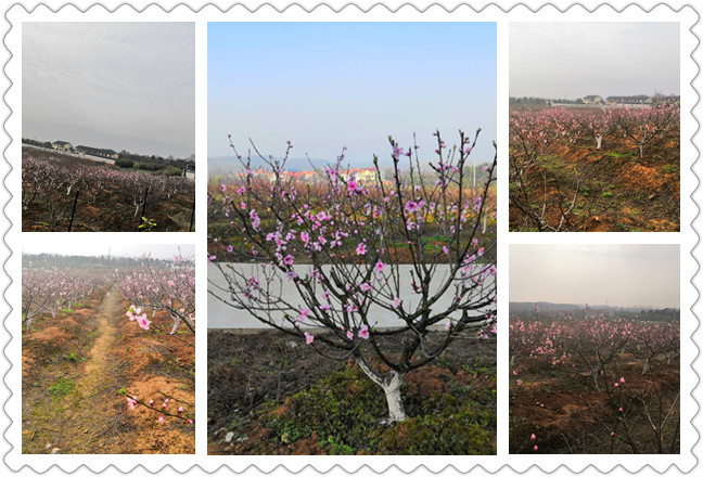 武汉好玩的农家乐休闲一日游春游踏青