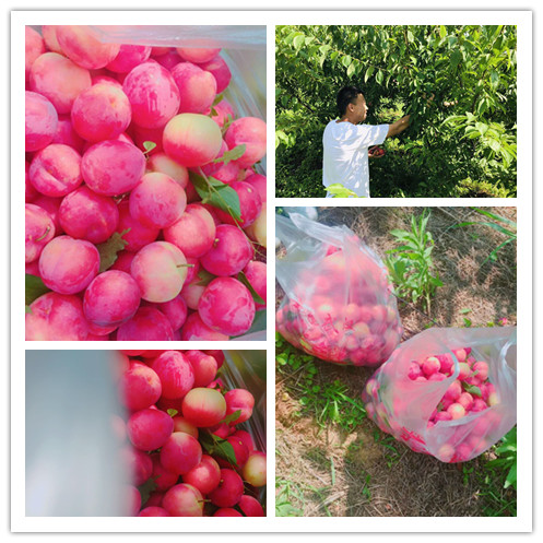 武汉农家乐采摘水果一日游