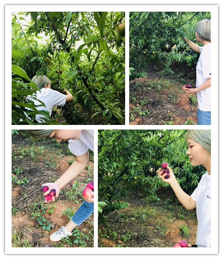 武汉采摘一日游农家乐休闲游玩