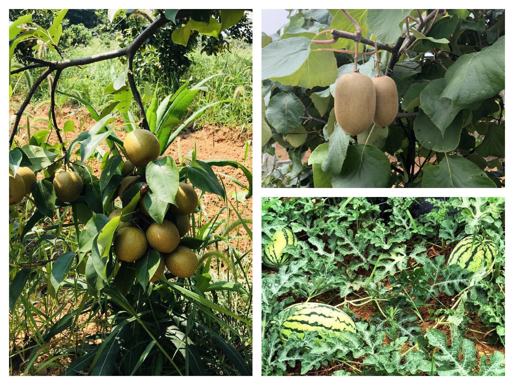 武汉学生一日游休闲采摘乐农湖畔生态园