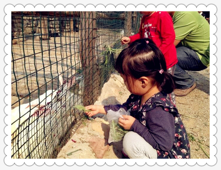 武汉学生一日游休闲农家乐喂羊