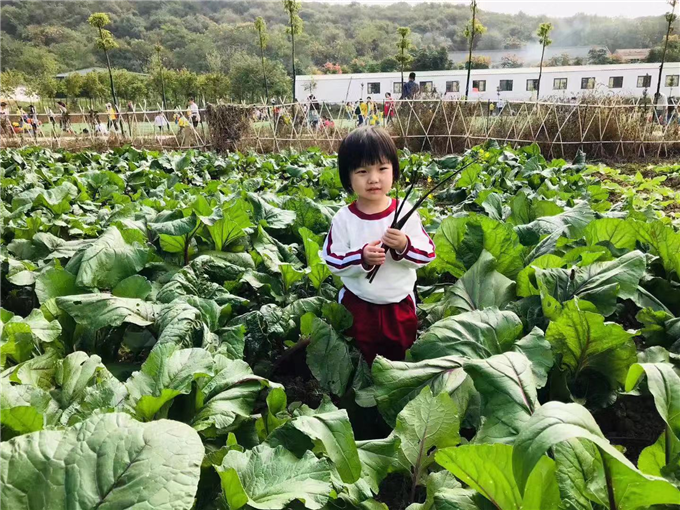 武汉学生一日游采摘蔬菜